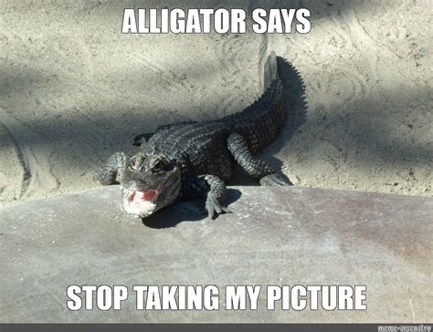 alligator meme|alligator meme template.